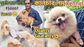 BIGGEST POMERANIAN KENNEL IN HOOGHLY | WHITE TOY POM | CULTURE POM |CHEAP PRICE | PUPPY |CULTURE POM