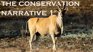 The Conservation Narrative 1 - Relocating Game Giraffe Eland Zebra Wildebeest!