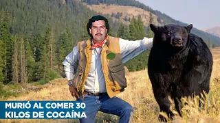 Pablo Escobar and the Bear Addicted to Cocaine: The Victim Few Know About - Direct Witness