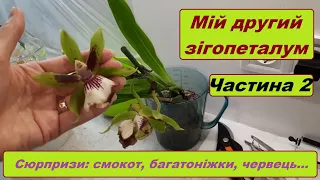 #Zygopetalum №2. Пересадка: сюрпризи в субстраті та на квітах. Обробляю від хвороб.