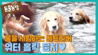 물을 너~무 좋아하는 ‘워터 홀릭’ 레트리버 ‘뭉치’의 여름나기♥ I TV동물농장 (Animal Farm) | SBS Story