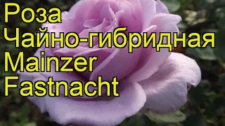 Роза чайно-гибридная Майнцер Фастнахт. Краткий обзор, описание характеристик Mainzer Fastnacht