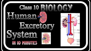 Human Excretory System ☆●// Life Process ( Class 10 ) Biology