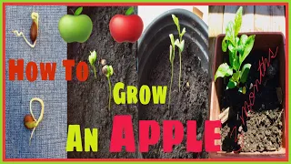 Paano magpatubo ng buto ng mansanas/How to grow apple seeds🍎🍏🍏🍏🍎