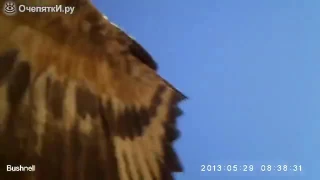 Орёл стырил камеру