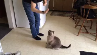Kitty Cat Gives High Five