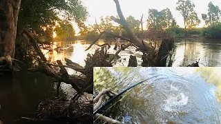 Solo Fishing the Majestic Murrumbidgee River. Fish were Hungry