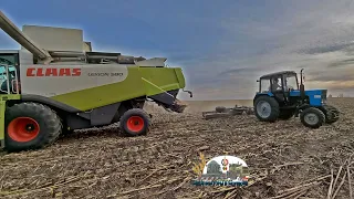 Трактор Мтз 82.1 и комбайн Claas Lexion 580 добивают последние поля с подсолнухом!