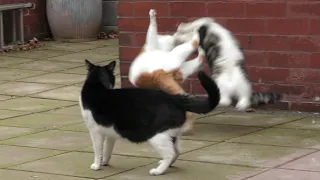 Cat Fight Compilation Video | 4K