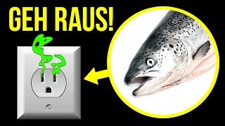 Nimmst du einen fischigen Geruch wahr, verlasse sofort das Haus!