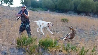 Chasse Perdrix et lievre au maroc | Partridge Hunting 2023-2024 - صيد الحجل البري بالمغرب