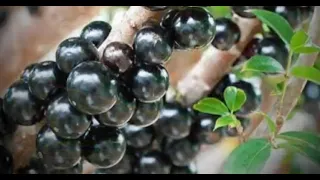 JABUTICABA: SURPREENDA-SE COM AS VALIOSAS INFORMAÇÕES A RESPEITO DESSA BENÇÃO