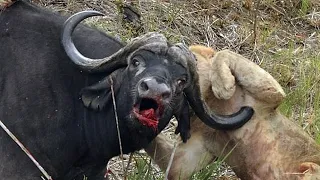 Lions Hunt Buffalo Calf Left Behind by Herd #shorts #wildlife | Epic Battle Buffalo Vs Lions