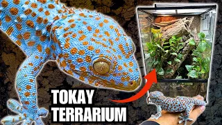 UPGRADING THE TOKAY TERRARIUM + TAMING MY TOKAY GECKOS WITH FOOD