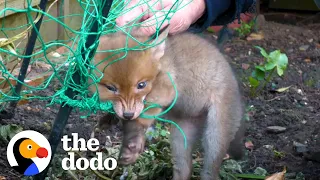 Rescuers Save Trapped Baby Fox | The Dodo