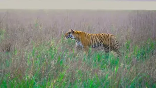 Tiger scape @ Jim Corbett National Park, #nature #wildlife  #corbettnationalpark #tiger #devbhoomi