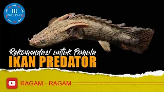 REKOMENDASI IKAN PREDATOR UNTUK PEMULA YANG HOBI IKAN GANAS Dan AGRESIF