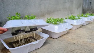 How to grow coriander in Styrofoam Box with water | Growing coriander from seed
