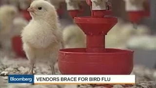 Why Bird Flu in U.S. Will Impact Eggs, Not Chickens