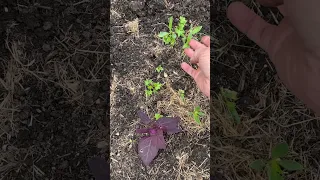 Let’s identify some self-sown  cut flower seedlings x