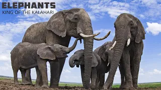 Elephants | King of The Kalahari | Life of Elephants