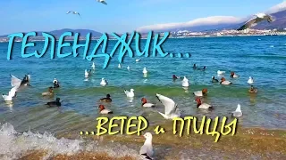 ГЕЛЕНДЖИК  ... ВЕТЕР... КОРМЛЮ ПТИЦ... 15 февраля 2019...