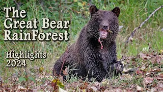 Highlights of Grizzlies during B.C.'s Salmon Run in The Great Bear RainForest Canada.