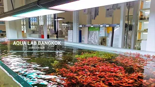 Аквариумный магазин в Бангкоке / Aqua Lab store Bangkok