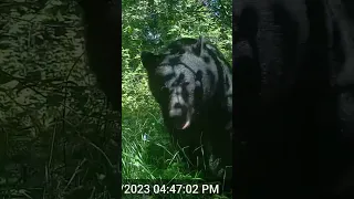 Traditional Bowhunting Black Bear - calling in our little friend.