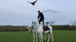 Jonathan Marshall shows us why he is the world's best show falconer.