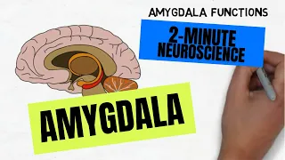 2-Minute Neuroscience: Amygdala