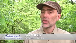 Der Baumkronenpfad im Nationalpark Hainich in Thüringen