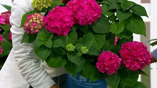 Roberta's 1-Piece Endless Summer Live Hydrangea - Summer Crush on QVC