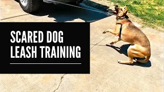 Leash Training - How To Teach A Scared Dog To Walk On A Leash