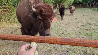 Bison cow almost eats out of my hand! (The cattle break some fence) #buffalo #bison #familyfarm