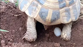 Tortoise laying eggs