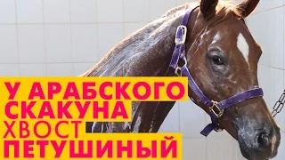 Самый дорогой арабский скакун! 500 000 $