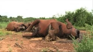 Elephant poaching on rise: Kenya Wildlife Service