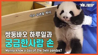 Not A Teddybear Doll, They Are Baby Pandas