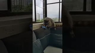 Fat Raccoon Playing On Couch Indoors