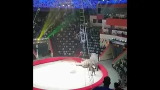 Слоны подрались в цирке в Казани