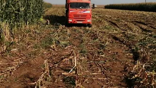 Уборка кукурузы на силос 2021