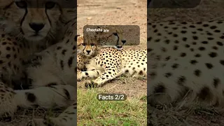 Interesting Facts About Cheetahs #21 #shorts