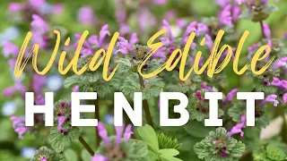 🌿 Henbit: The Purple Flowered Wild Edible That's Everywhere!