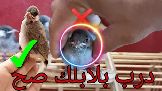 تدريب بلابلك صح كيف تحصل على بلبل اليف