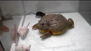 Гигантская африканская лягушка-бык поедает взрослых мышей Bullfrog eats mice Warning live feeding