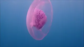 jellyfish meditation