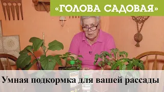 Голова садовая - Умная подкормка для вашей рассады