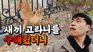 고라니가 보인 놀라운 반응. 살다보니 이런 날도 다 있네요.