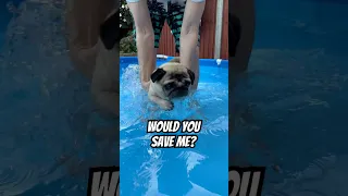 “SAVE ME!” Dog swimming #pug #dog #pets #swimming